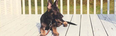 Photo jeune berger allemand