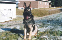 photo berger allemand